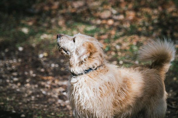 Amici a Quattro Zampe tra Miti