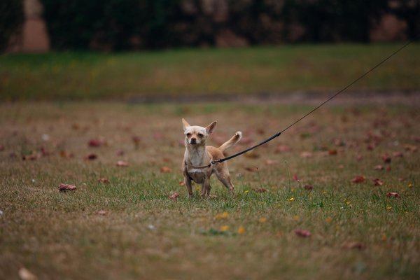 Segreti e Curiosità dal Mondo Felino